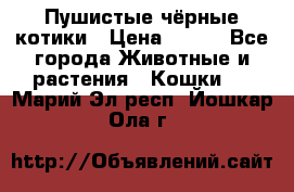 Пушистые чёрные котики › Цена ­ 100 - Все города Животные и растения » Кошки   . Марий Эл респ.,Йошкар-Ола г.